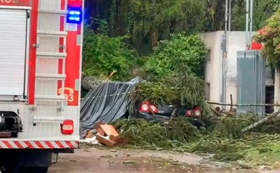 Foto Pinheiro cai sobre carro e mata homem