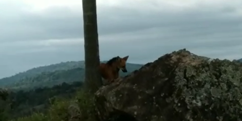 vila velha lobo-guará