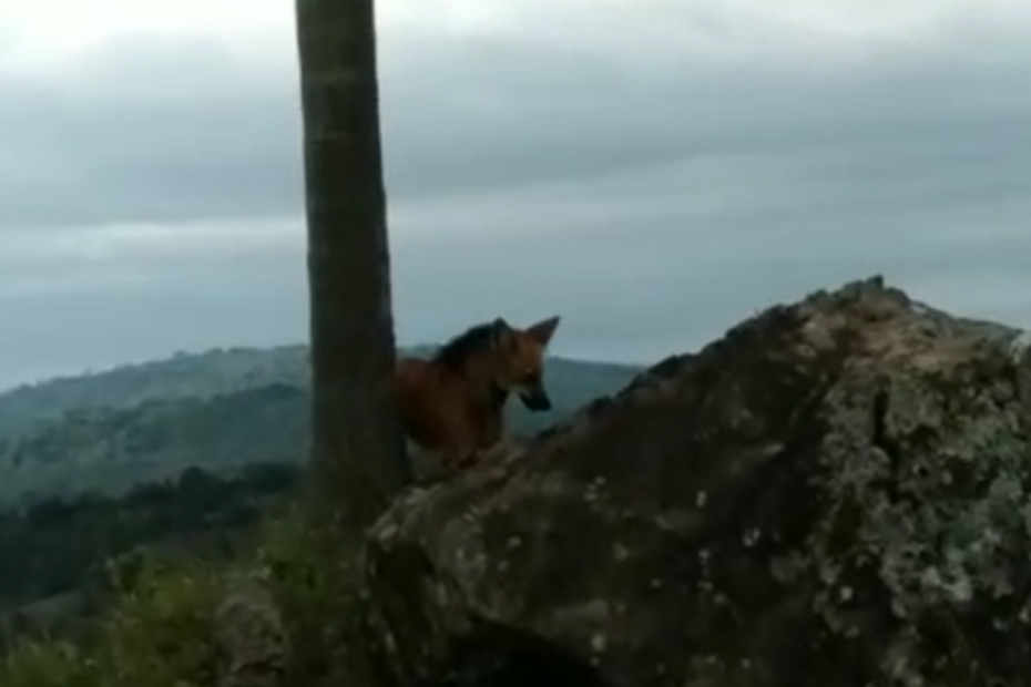 vila velha lobo-guará